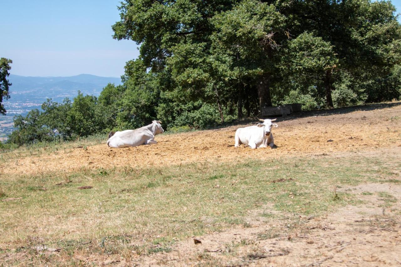 Agriturismo Con Piscina In Toscana, Tribbiano Arezzo Extérieur photo